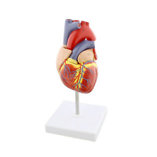Human Heart 2 Parts Anatomy Model – Dinesh Scientific