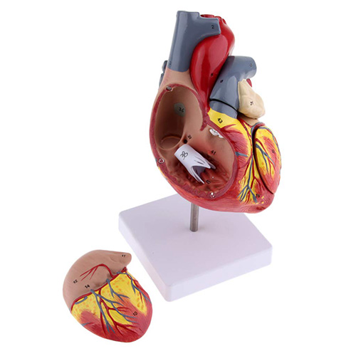 Human Heart Anatomy Model – Dinesh Scientific